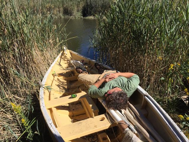 Resting in a wooden boat in the marsh grass.