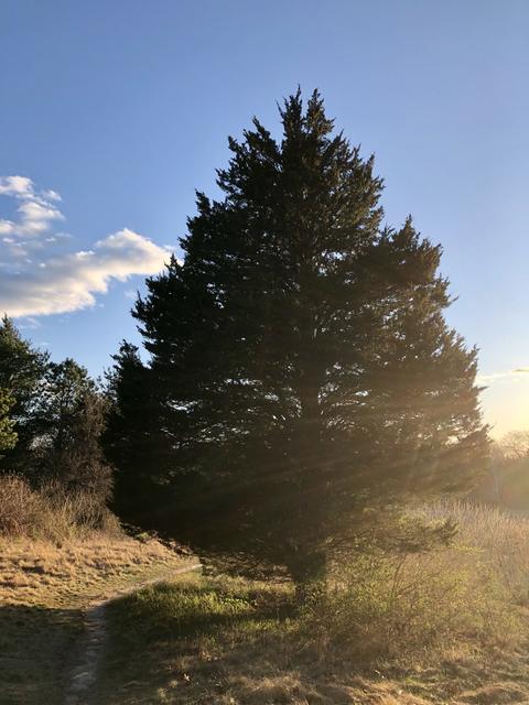 An evergreen holding the last light.