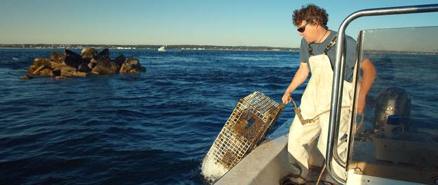 Hauling traps on a calm morning.