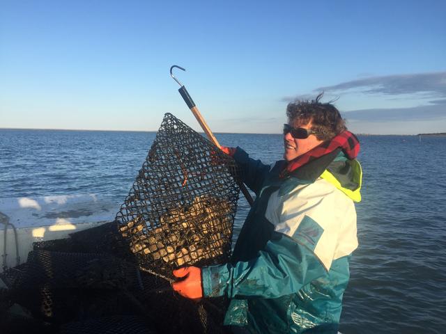 Hauling an oyster cage.