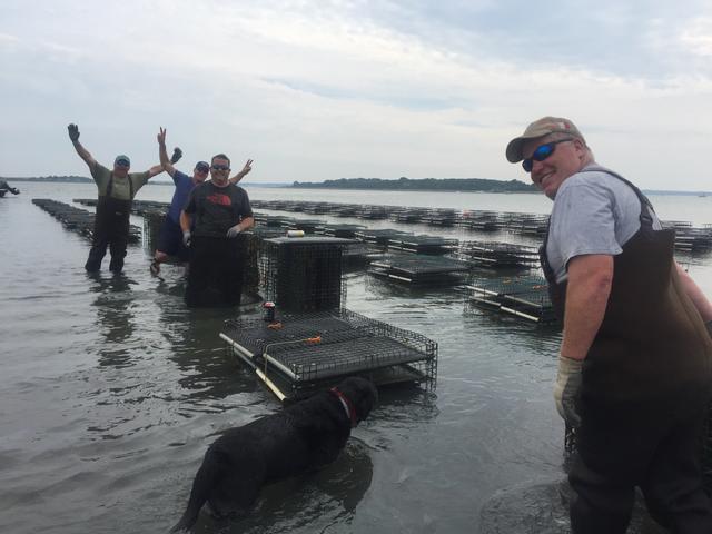 The oyster farm crew, and the dog.