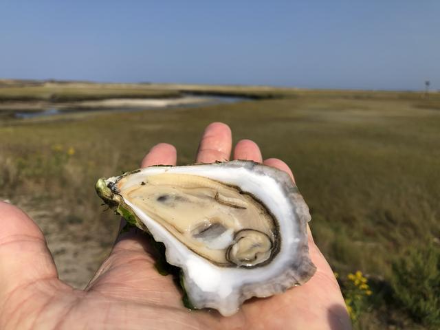 An oyster, fresh from the bay.