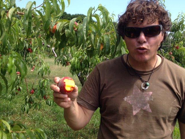Summer fruit, straight off the tree.