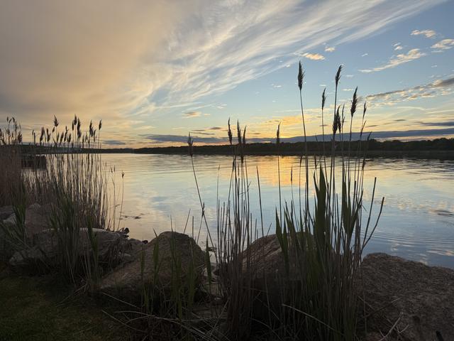 Reeds and still water at the end of the day.