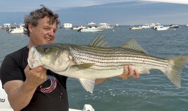 A striped bass. The inspiration for the Striper.