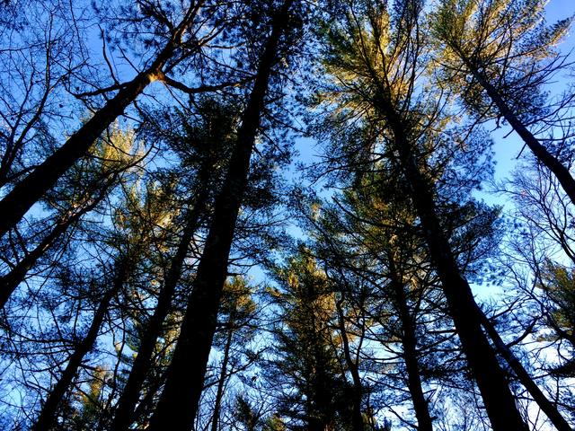 White pines, looking straight up.